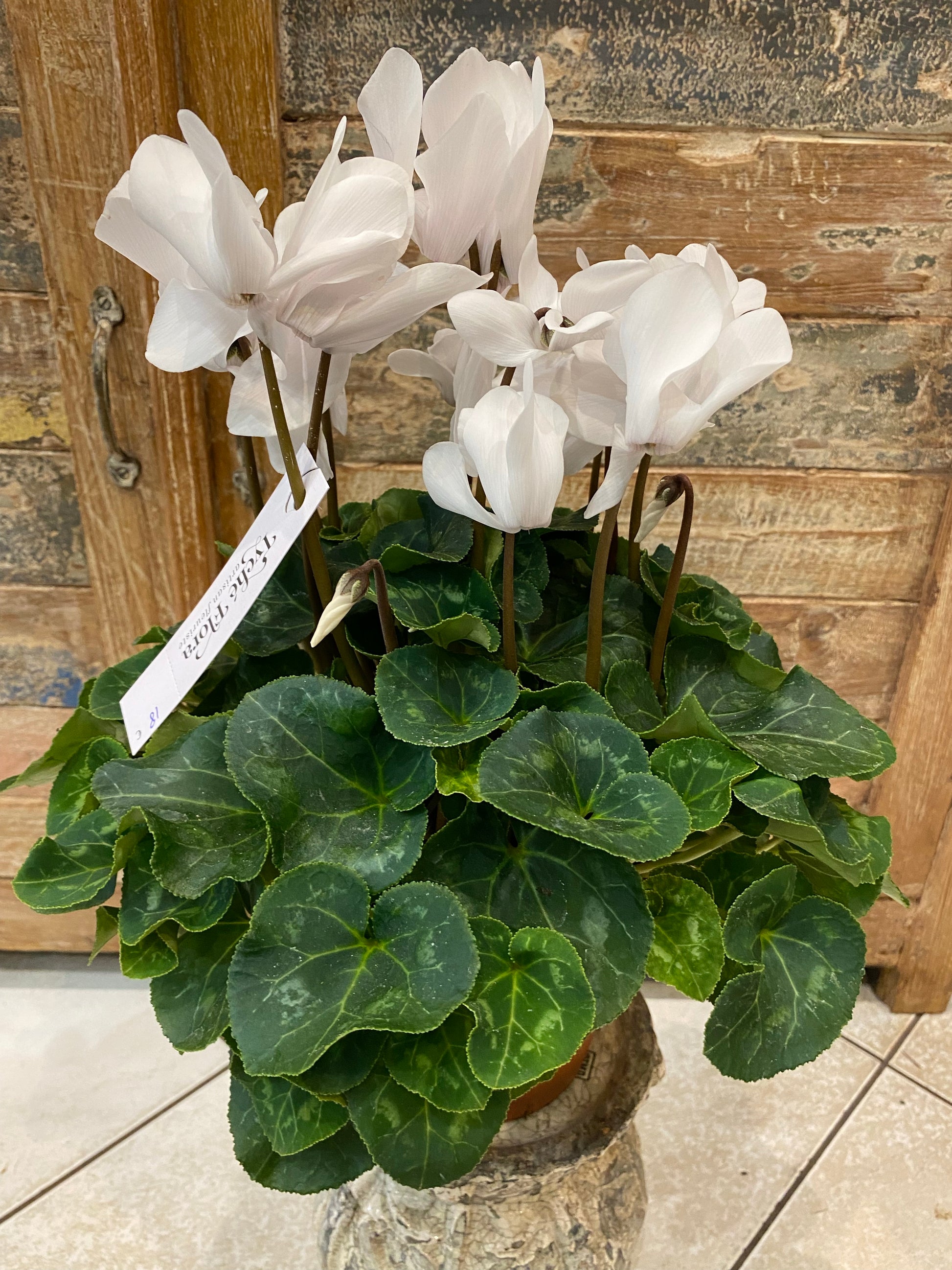 Cyclamen de production française couleur  blanc