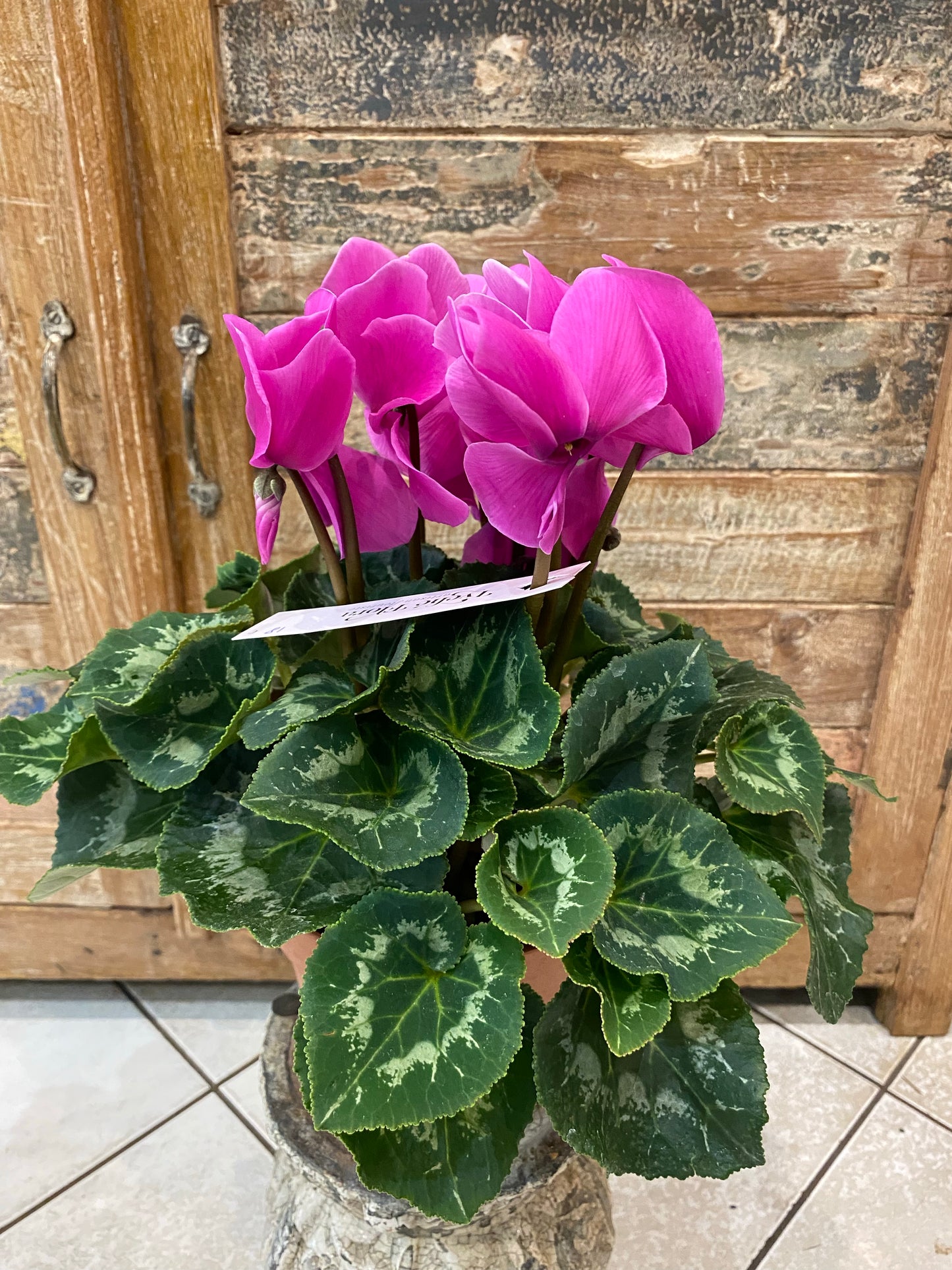 Cyclamen de production française couleur fushia